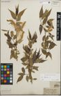 Foto von Salix fragilis L.